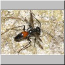 Priocnemis melanosoma - Wegwespe w02e 8mm OS-Wallenhorst-Tongrube-Lehmwiese-det.jpg